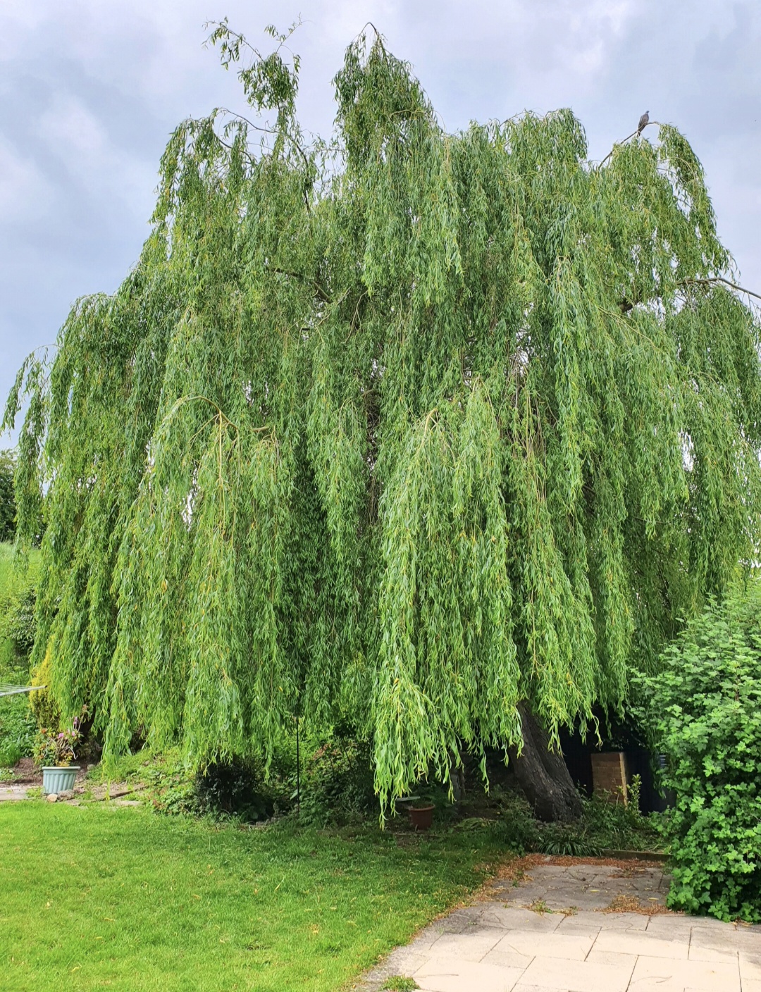 The Willow